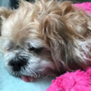 Meet your Posher, Jenny